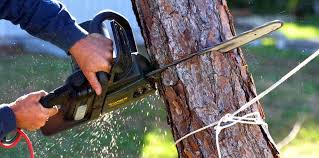 Best Tree Disease Treatment  in Lla Lla East, WA
