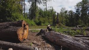 Best Storm Damage Tree Cleanup  in Lla Lla East, WA