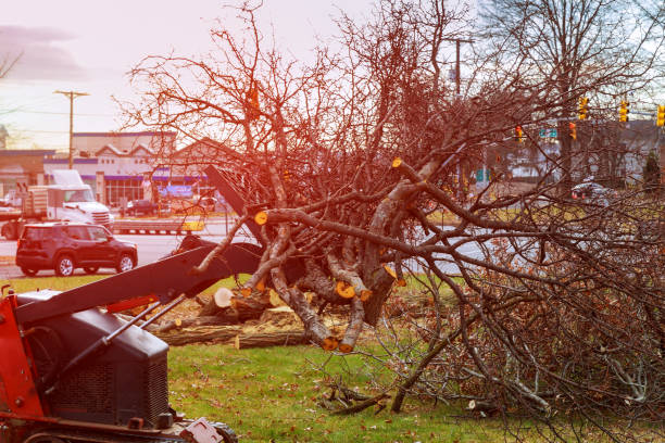 Best Tree Cabling and Bracing  in Lla Lla East, WA