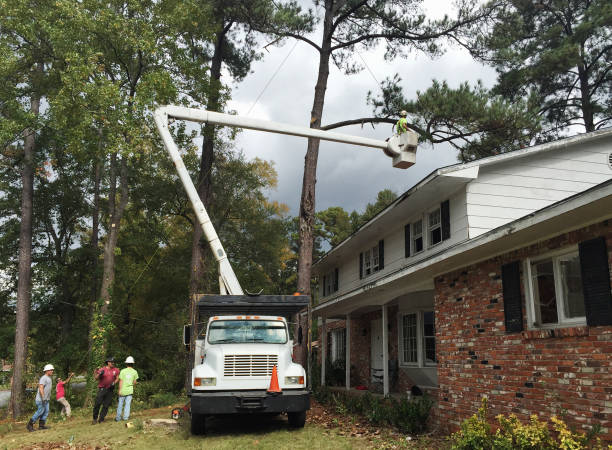 Best Arborist Consultation Services  in Lla Lla East, WA