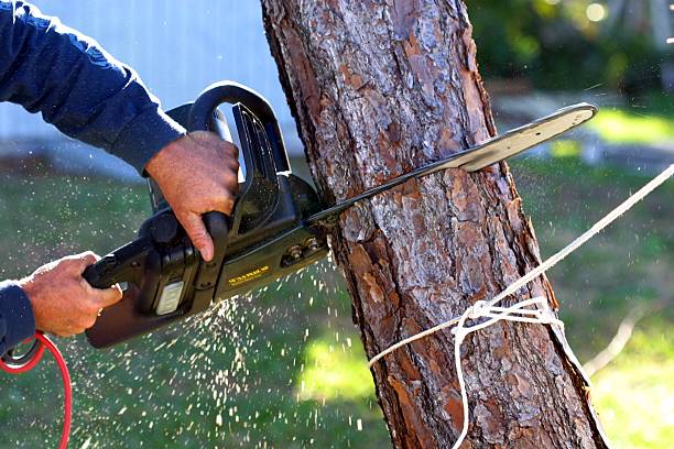 Best Firewood Processing and Delivery  in Lla Lla East, WA