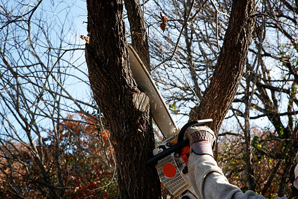 Best Commercial Tree Services  in Lla Lla East, WA