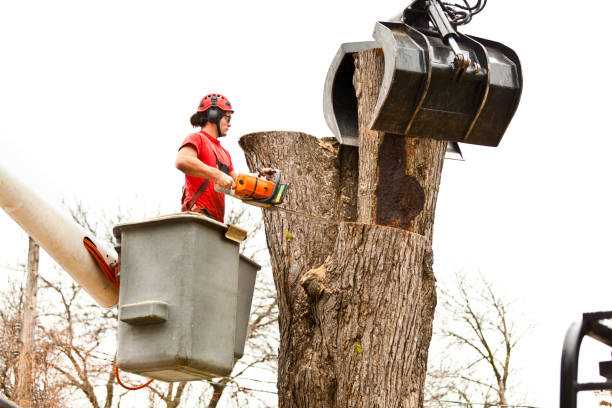 Best Stump Grinding and Removal  in Lla Lla East, WA