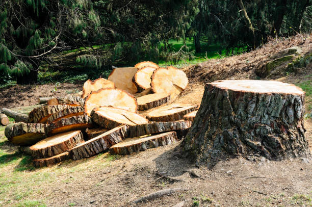 How Our Tree Care Process Works  in  Walla Walla East, WA